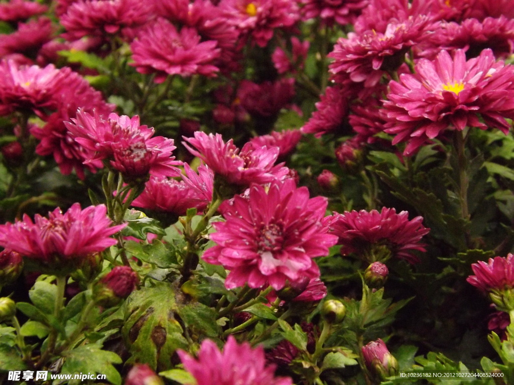 紅色菊花