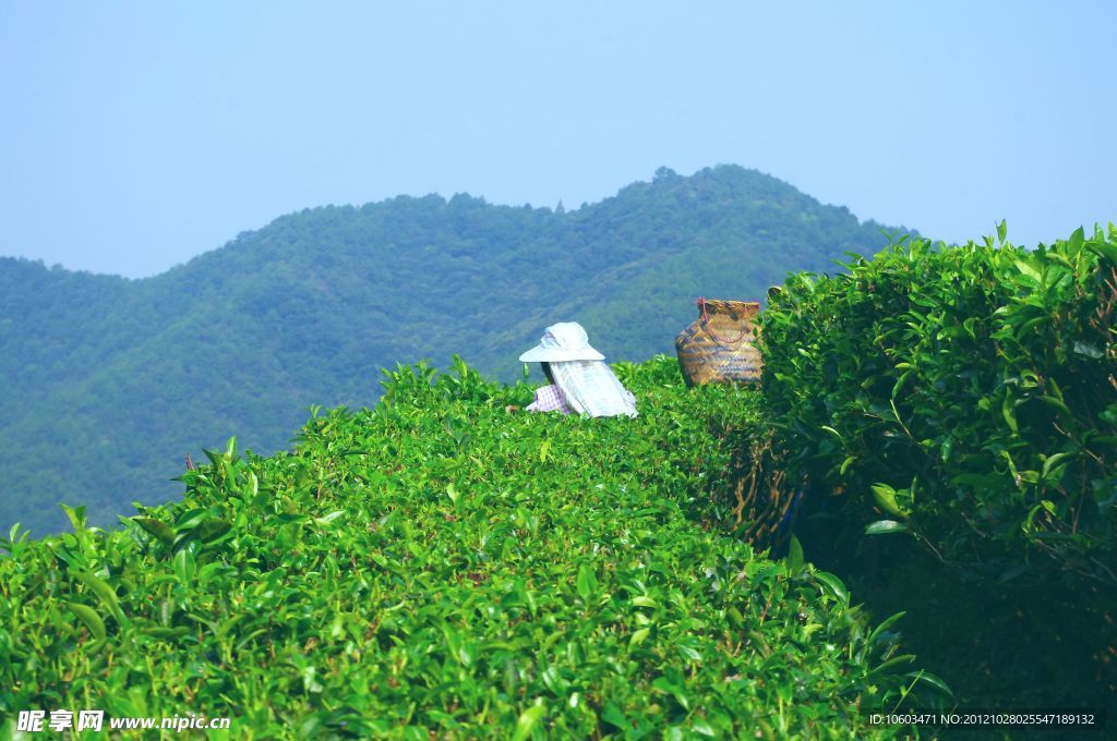 茶田景观 风景如画