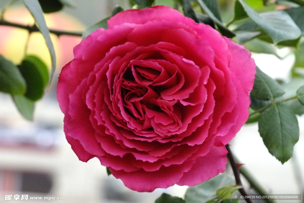 月季花