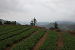 大茶谷茶葉基地