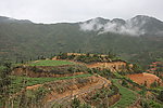 大茶谷茶園