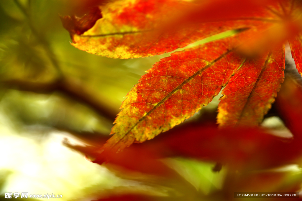 深秋紅葉