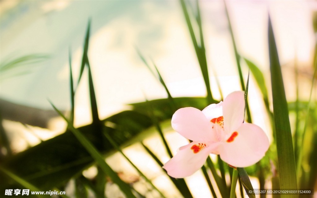 蘭花背景