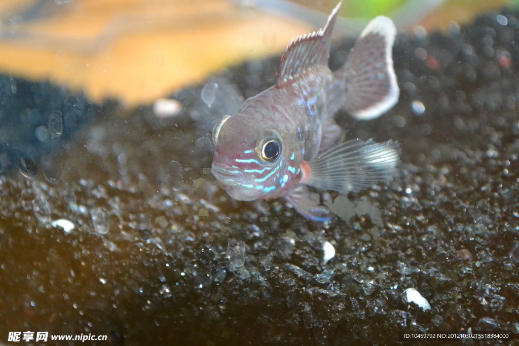 玉面魚