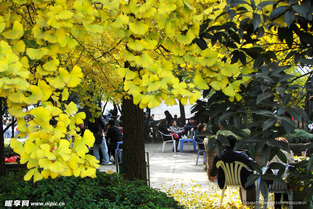 公園銀杏