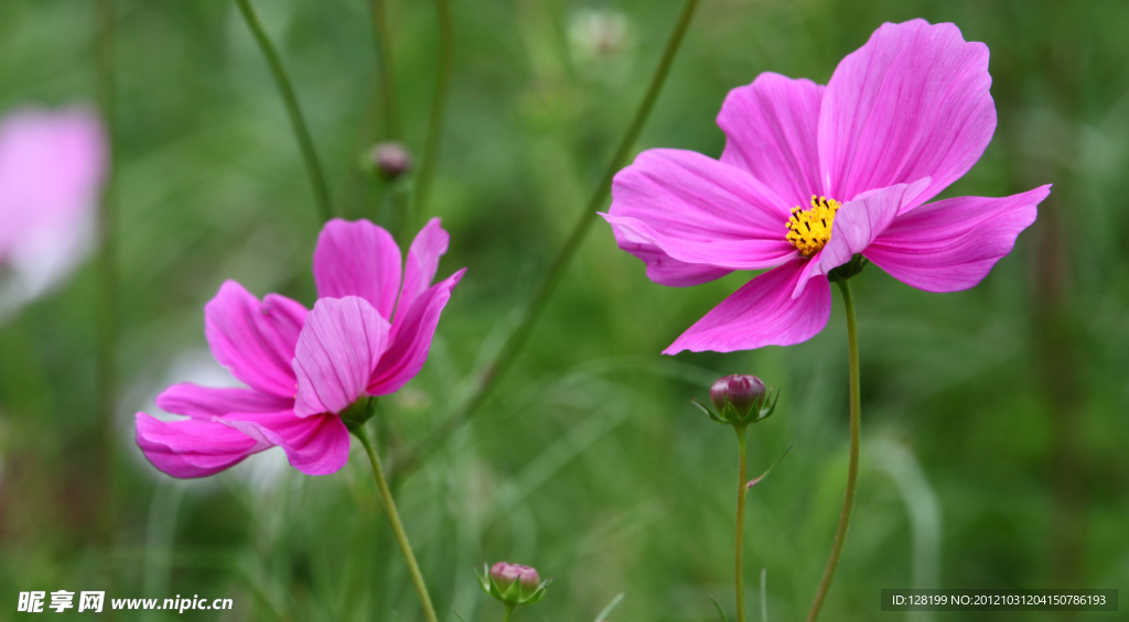 小菊花