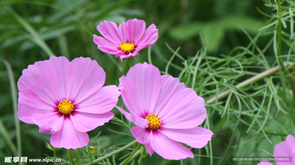 小花