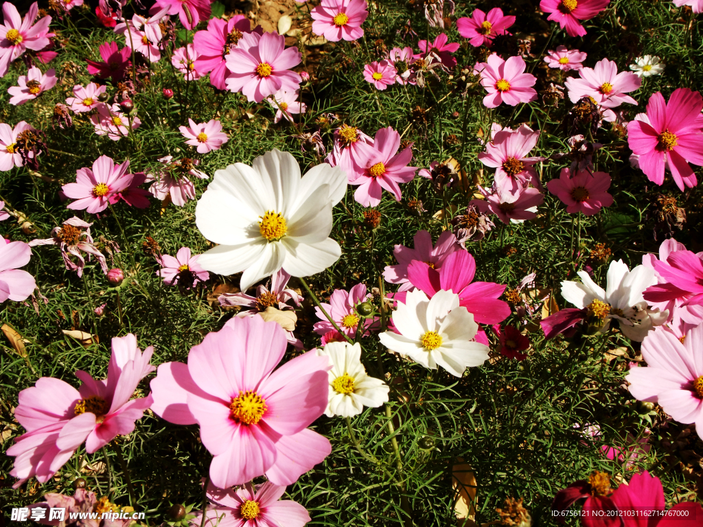 秋英花
