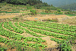 田园景色