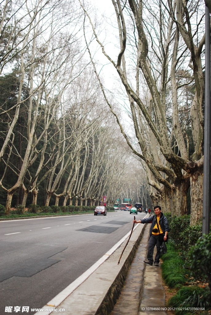 中山陵梧桐