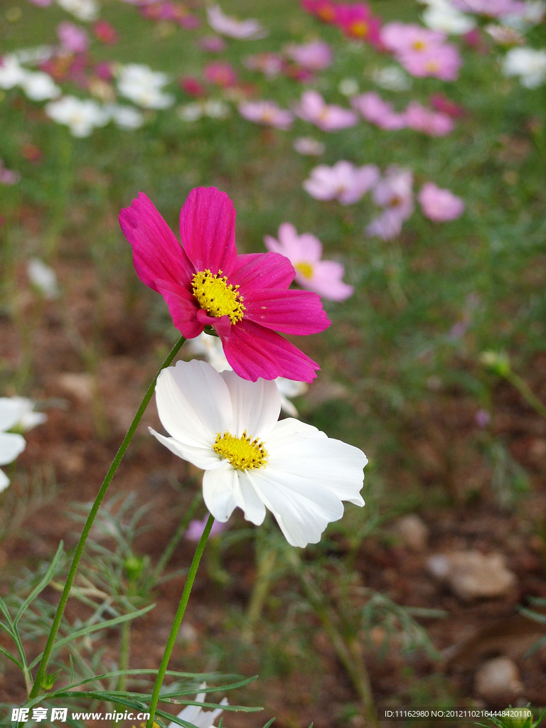 波斯菊