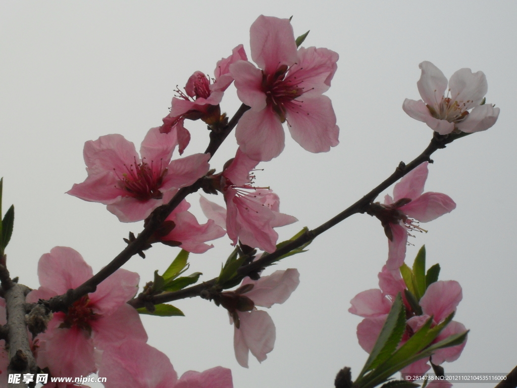 桃花