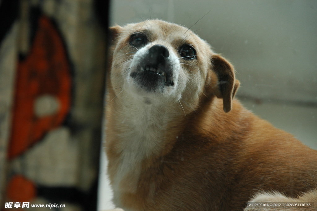 愛犬