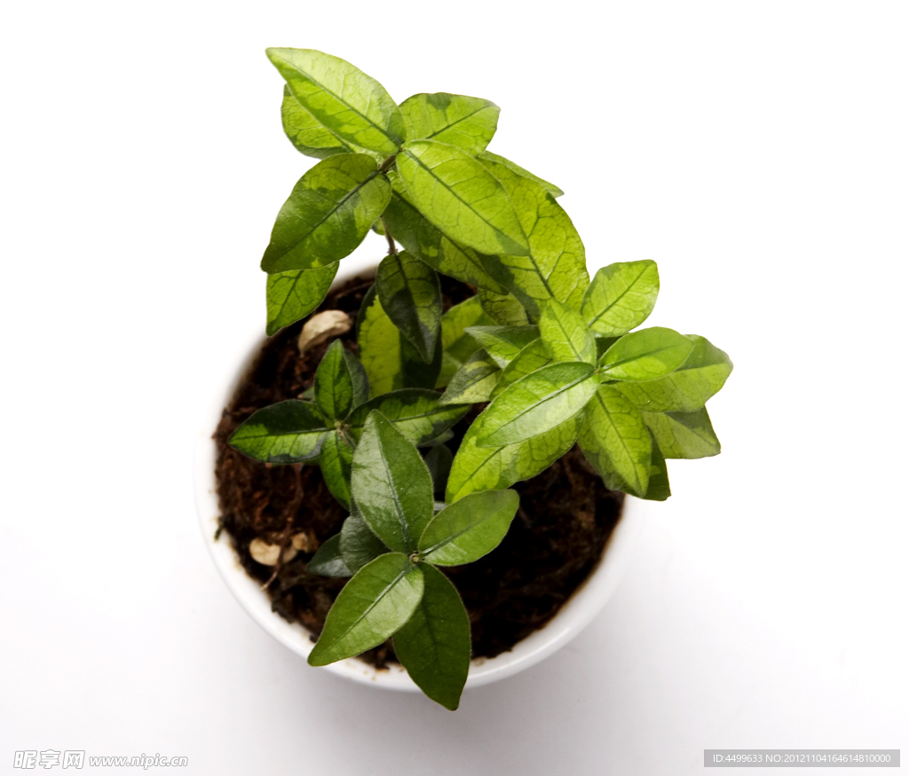 盆栽植物
