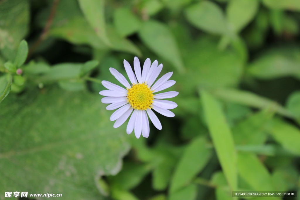 小白花