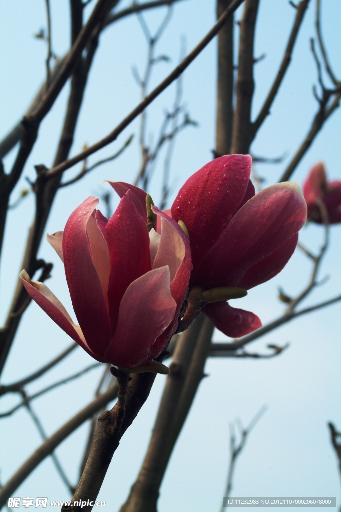 木蘭花
