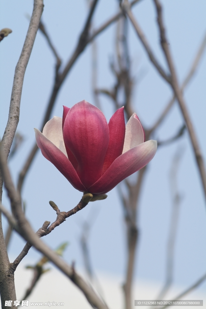 木蘭花
