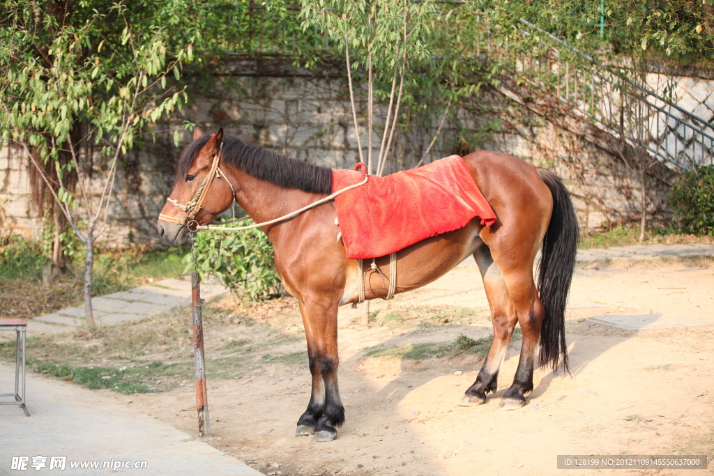 動物馬