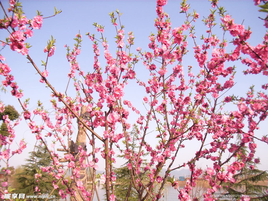 盛開(kāi)的桃花
