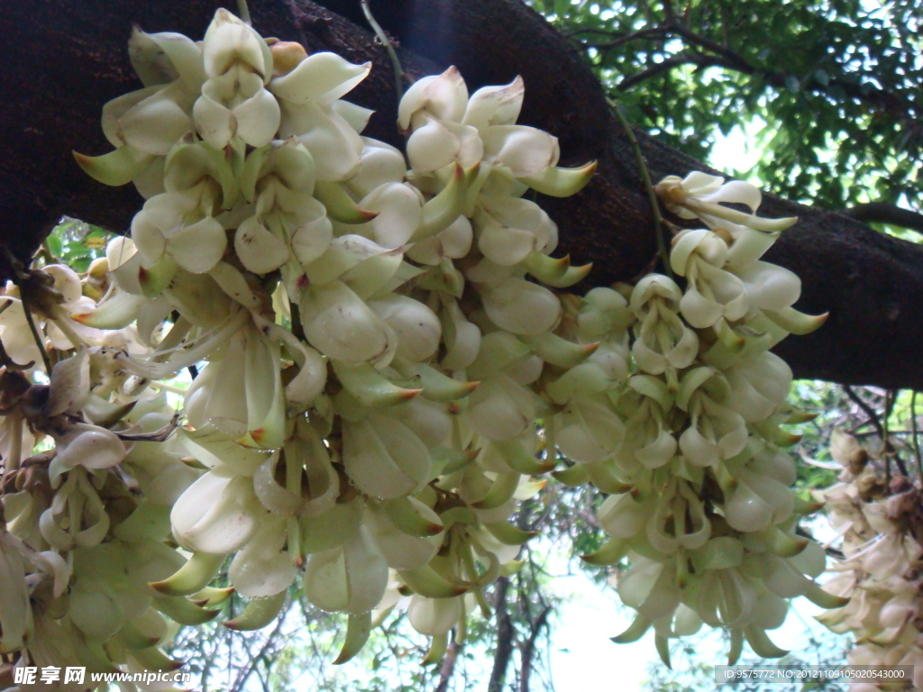 禾雀花