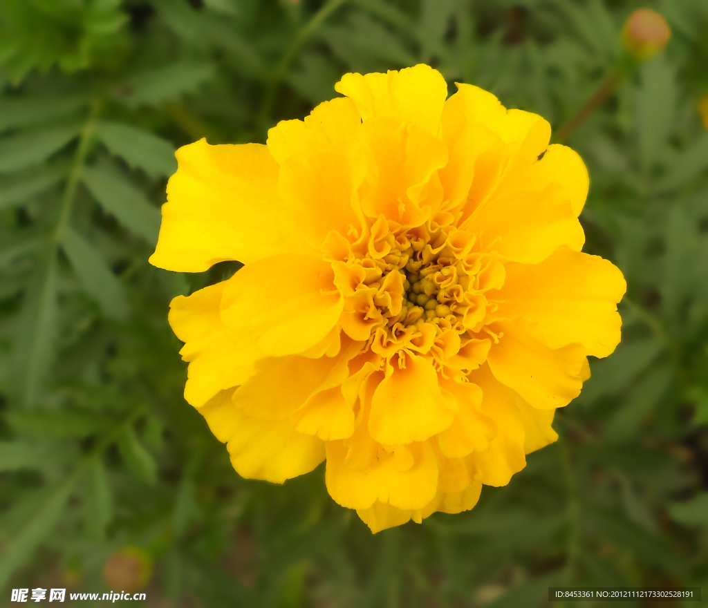 黃花