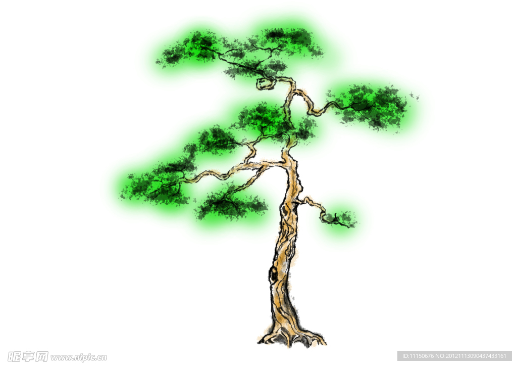 柏樹