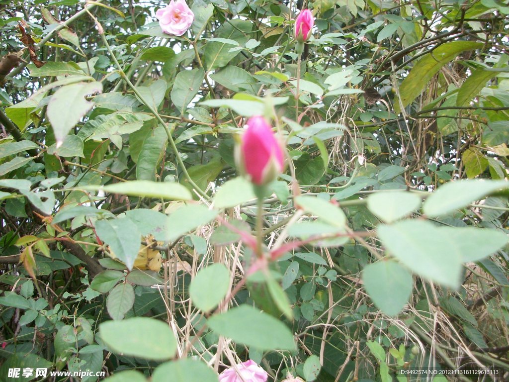 月季花苞