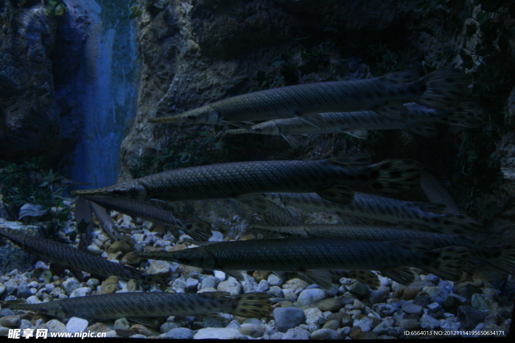 海洋魚