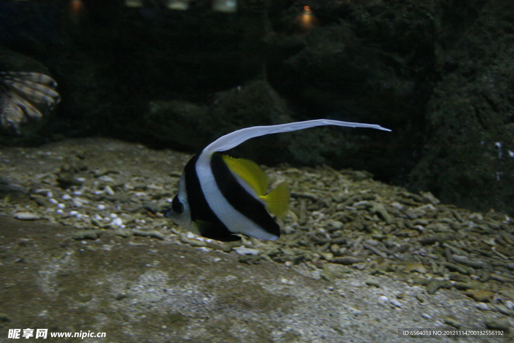 海洋魚