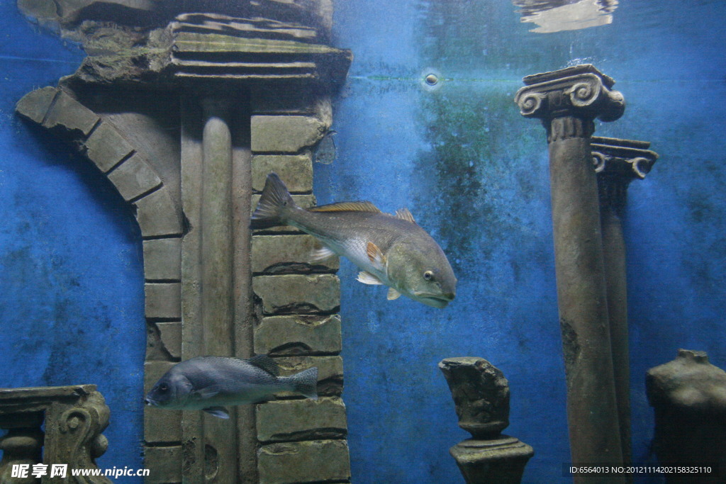 海洋魚