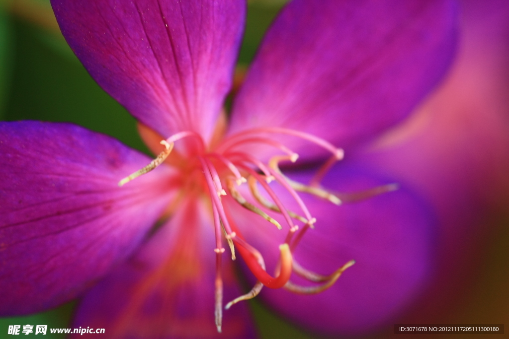 花蕊