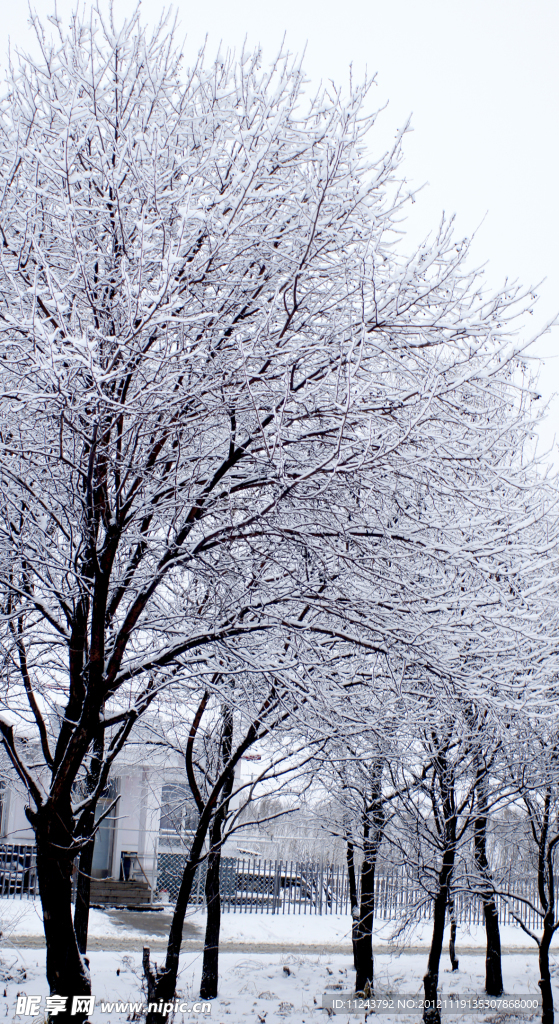雪后