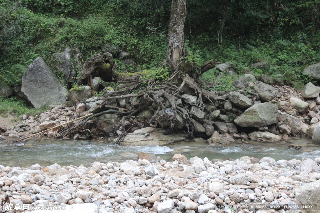 河水洗刷 樹根