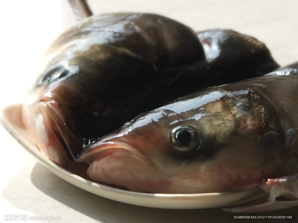 魚頭