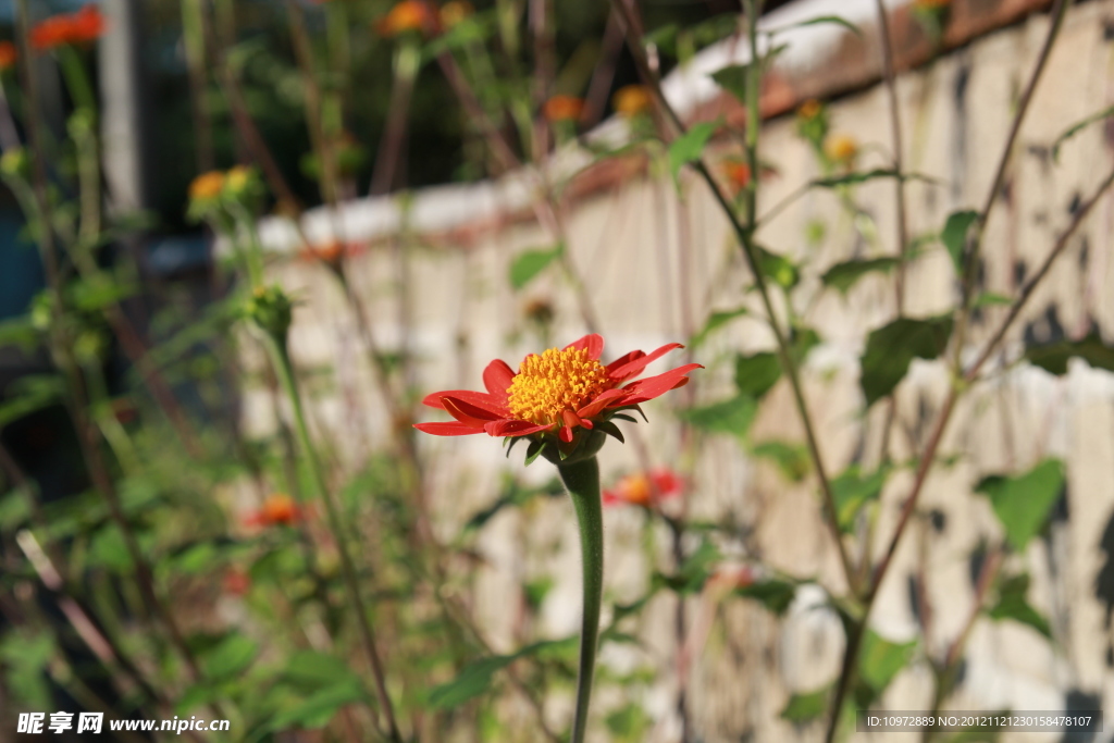 紅花
