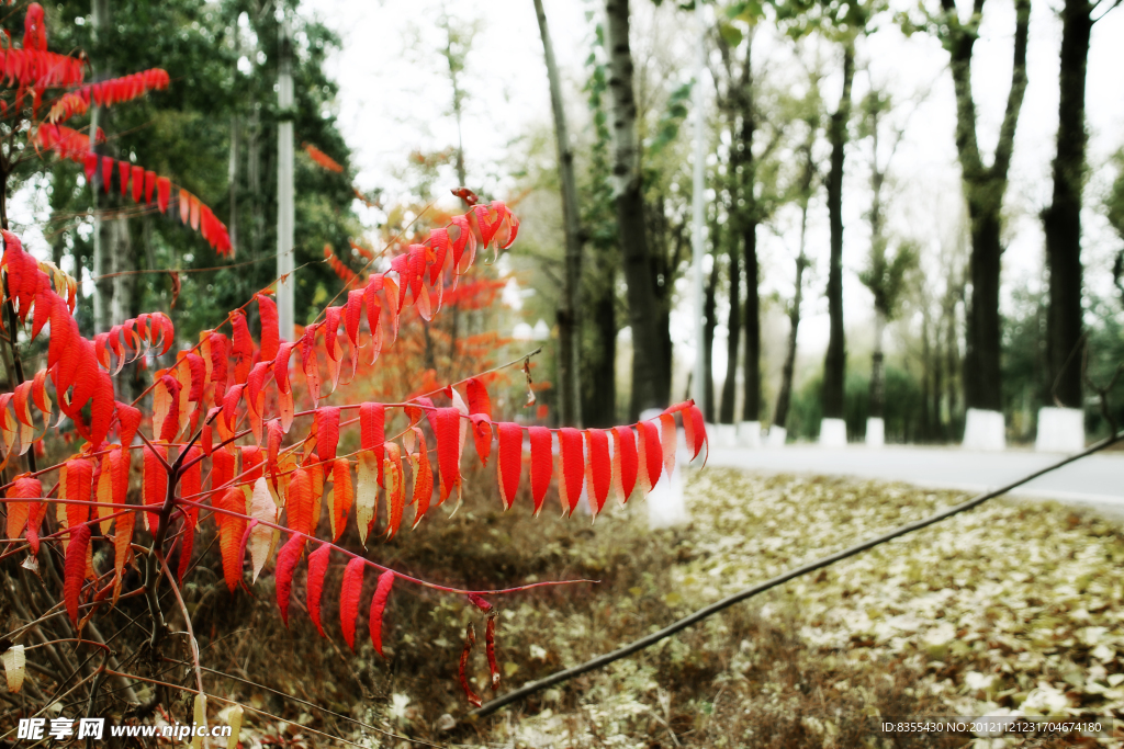 紅葉秋