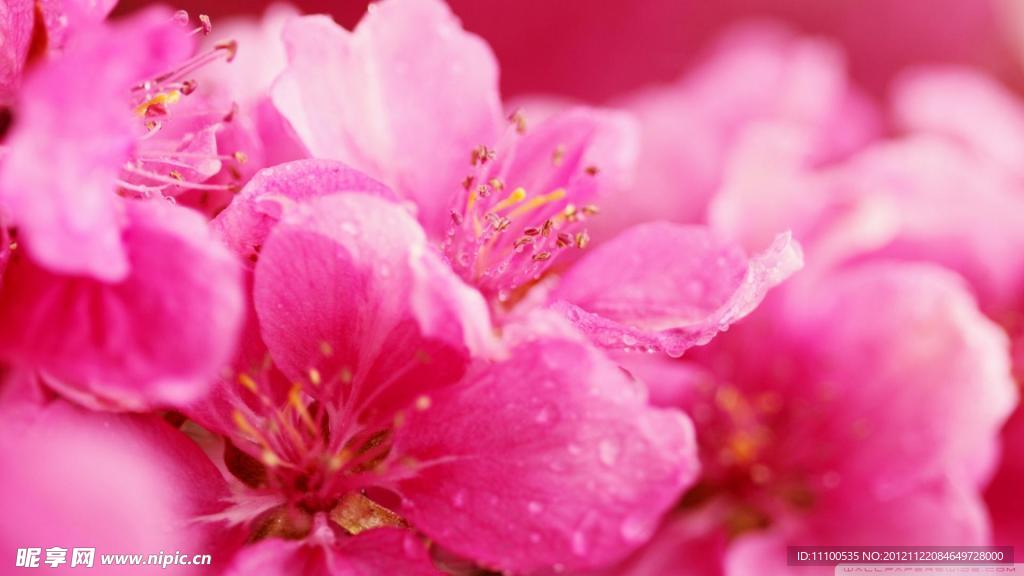 鮮花