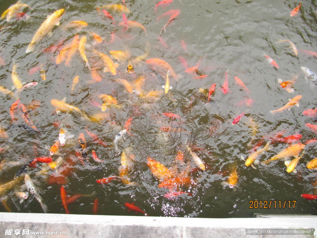 魚圖