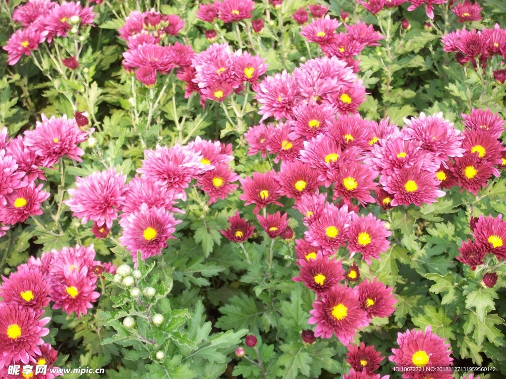 菊花
