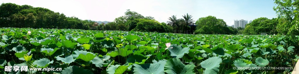 深圳洪湖公園