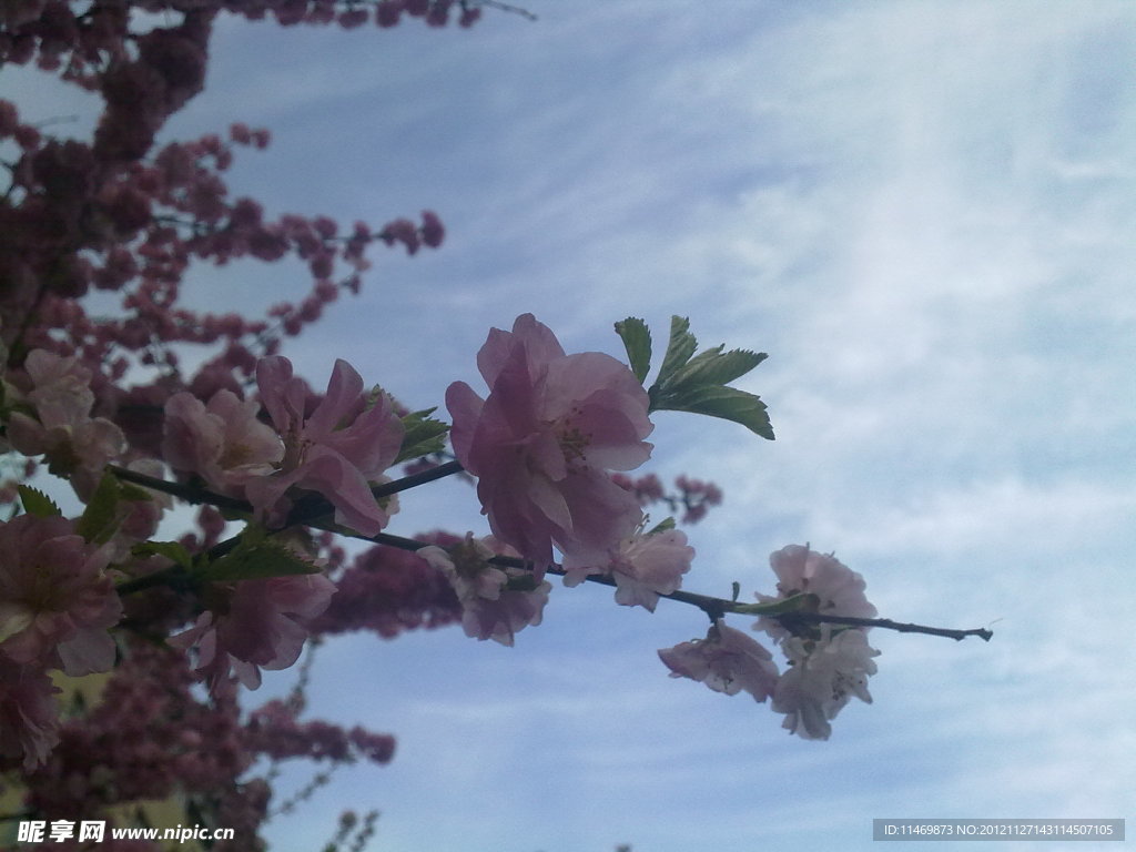 花樹