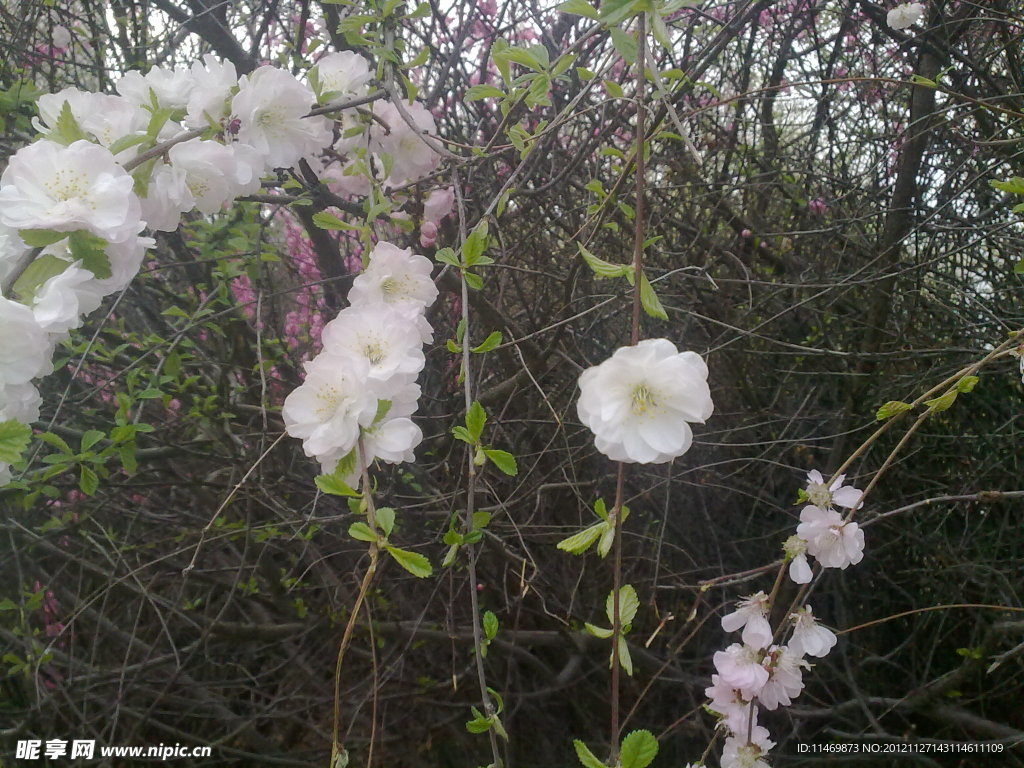花樹