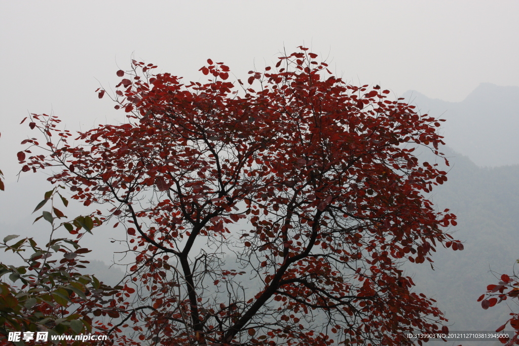 龍?zhí)秿{紅葉