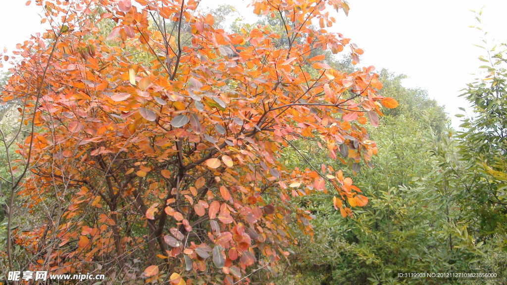 堯山龍潭峽紅葉