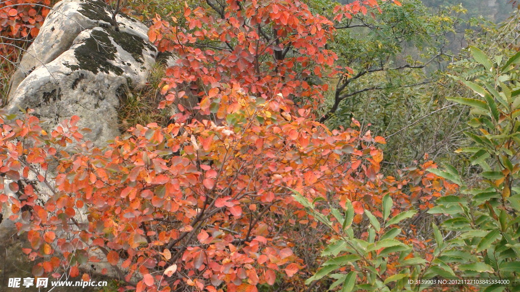 龍潭峽紅葉