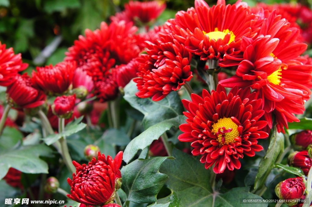 紅色菊花