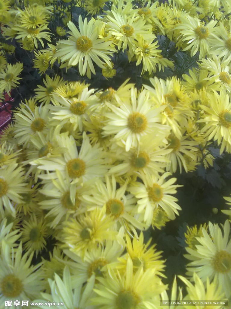 菊花