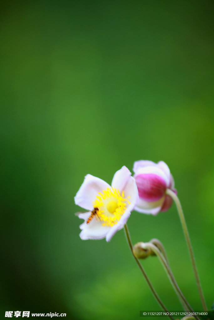 小花