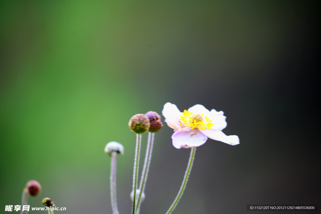 小花