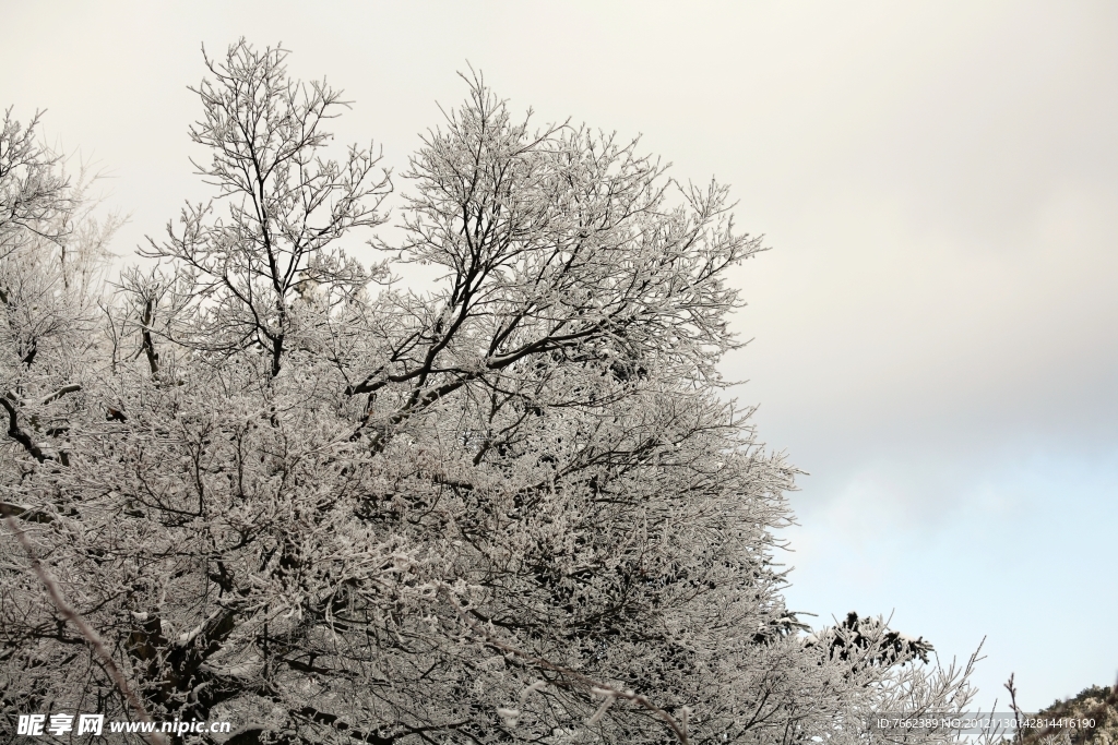 廬山雪